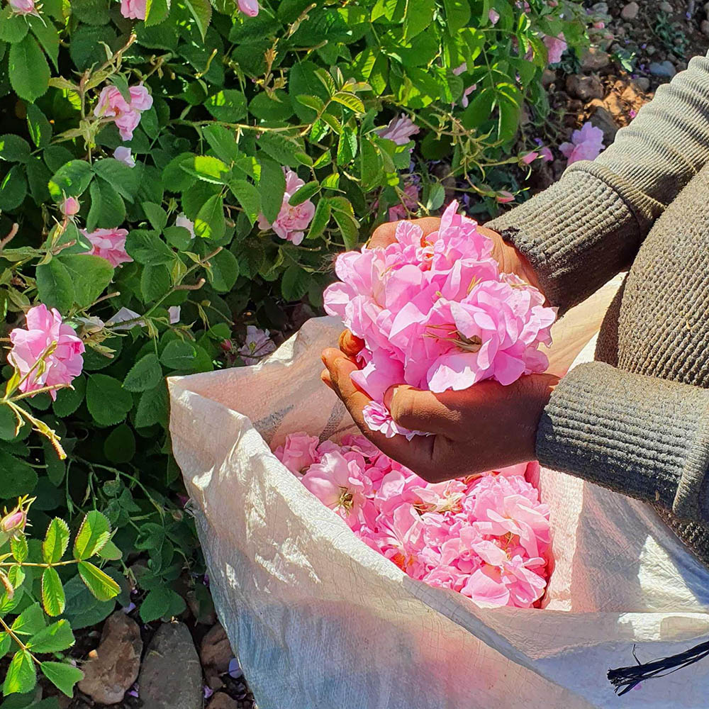 Debuting Innovative Approaches to Childcare in Turkey’s Rose Supply Chain: Tent-Based Child Friendly Spaces 