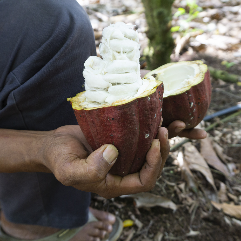 High-Level Raw Materials Risk Mapping for a Chocolate Producer